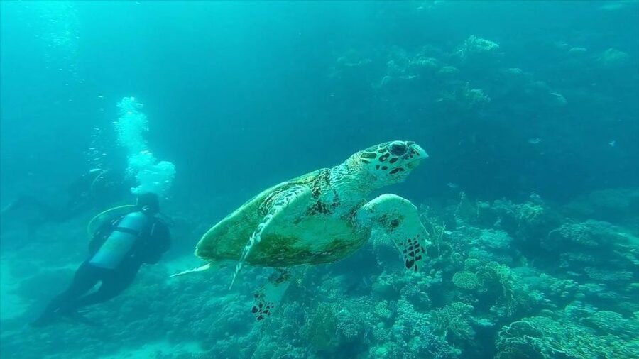 Hurghada: Premium Island Cruise with Lunch and snorkeling - How the transfer affects the value