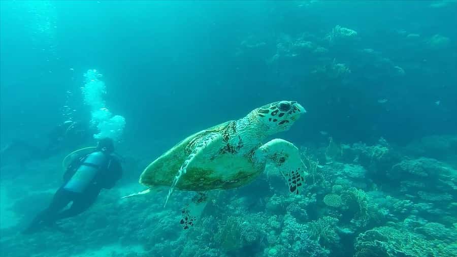 Hurghada: Premium Island Cruise with Lunch and snorkeling - Who will enjoy this boat day most