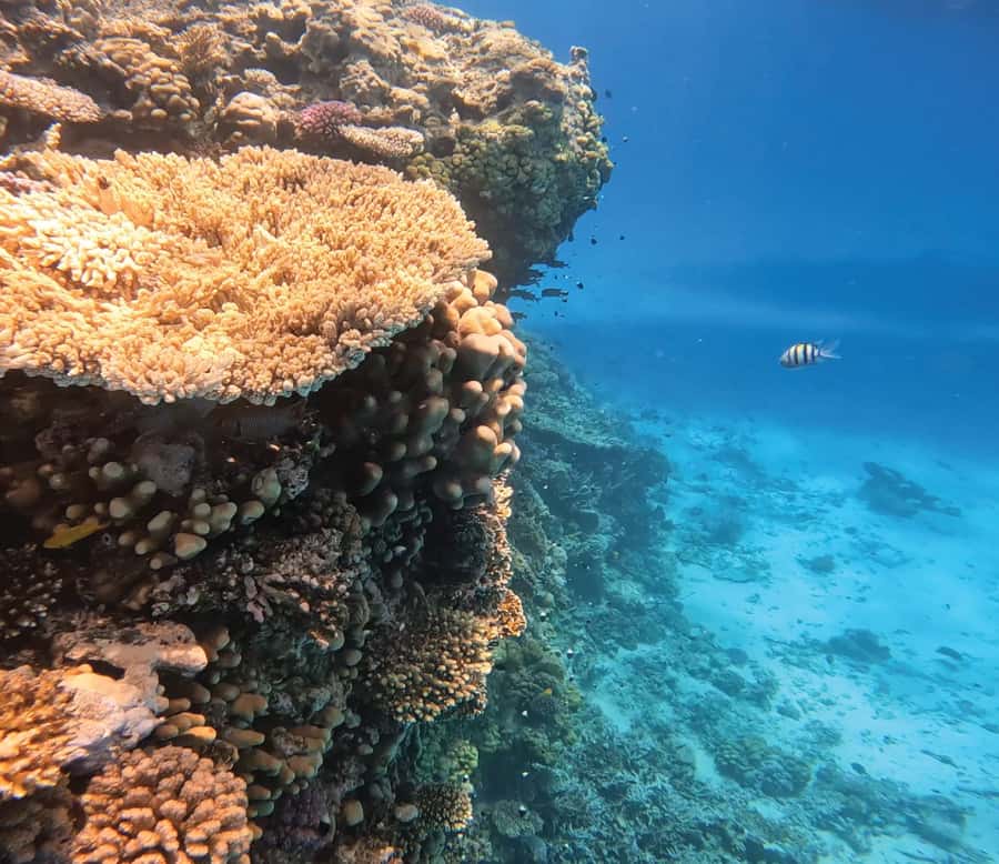 Hurghada: Premium Orange Island Cruise with Lunch & Transfer - Orange Bay is the reason to go