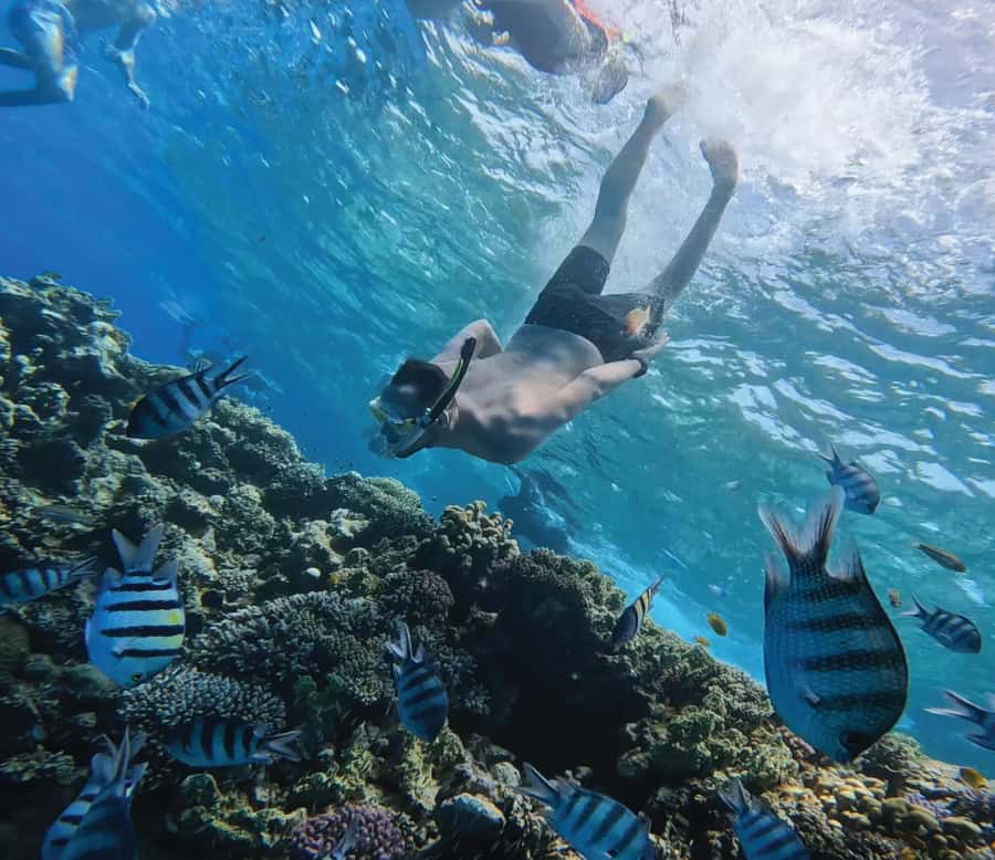 Hurghada: Premium Orange Island Cruise with Lunch & Transfer - The eight-hour schedule, from hotel to marina