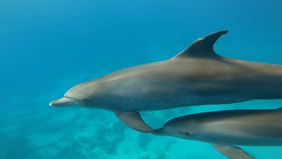 Hurghada: Private Speedboat Adventure with Snacks & Pick-up - Key points before you book
