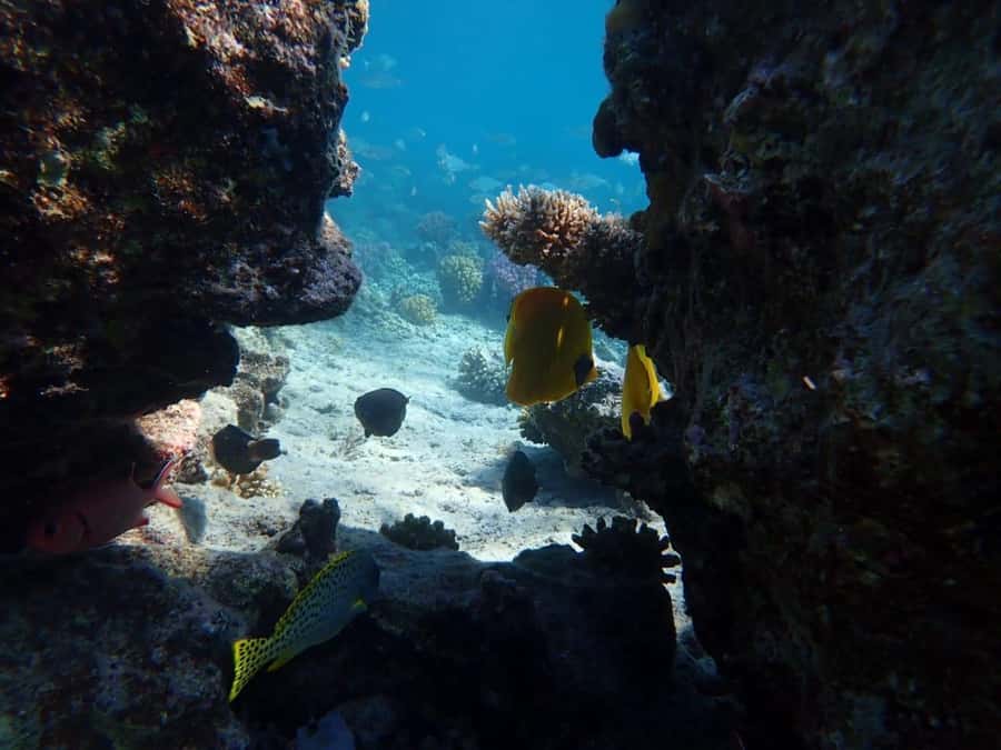Hurghada: Private Speedboat to Magawish Island - The guides and the human side of the trip