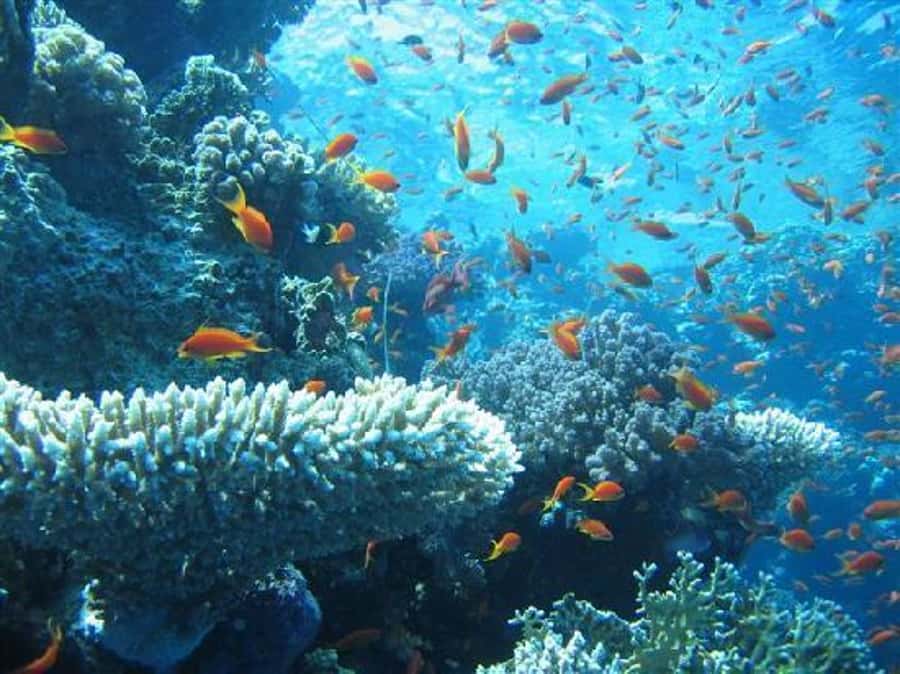 Hurghada, Professionals Diving in Open Water Tour with Lunch - Who should book this Red Sea outing?