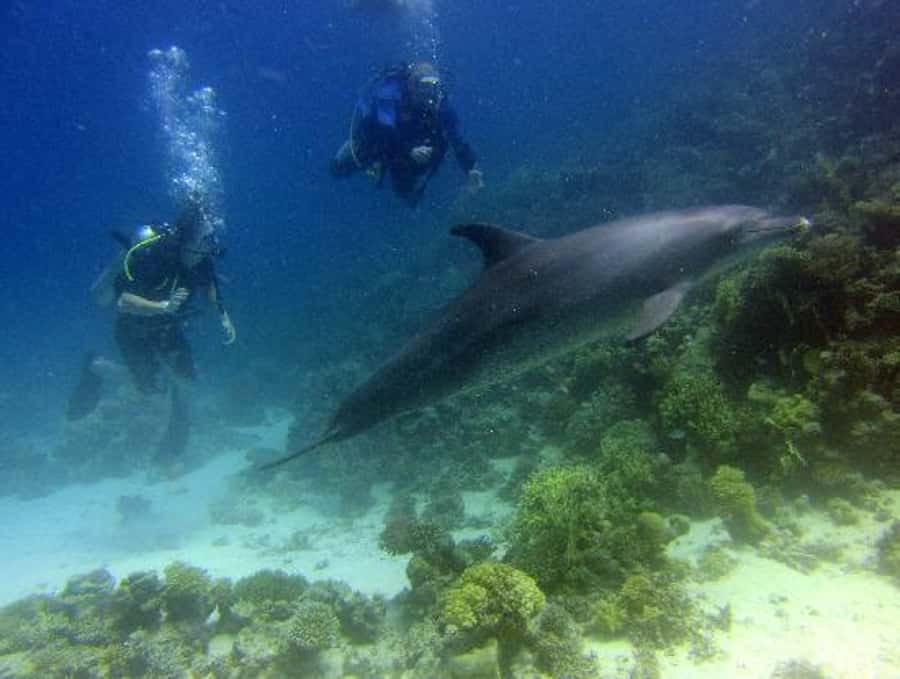 Hurghada, Professionals Diving in Open Water Tour with Lunch - Important concerns about equipment and group size