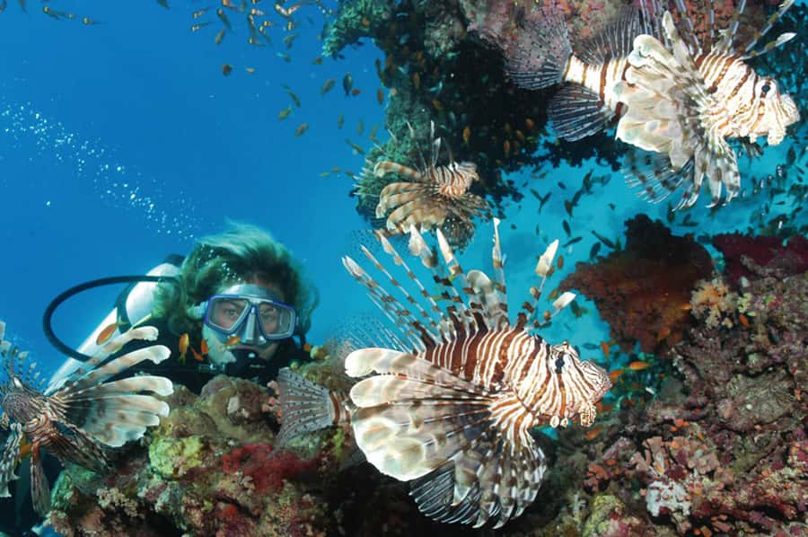 Hurghada, Professionals Diving in Open Water Tour with Lunch - Guides, languages, and communication