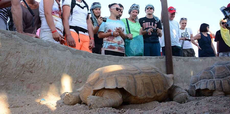 Hurghada: Quad Bike, Camel, Show, Dinner, & Stargazing Trip - Choosing between sunrise, morning, and sunset