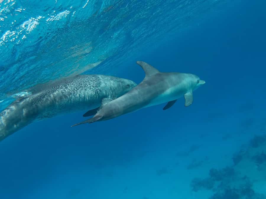 Hurghada: Royal Luxury VIP Cruise to Orange Bay with Lunch - Jazīrat Abū Rimāthī and the second snorkeling stop
