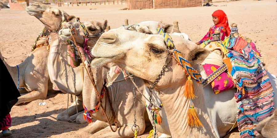 Hurghada: Safari Jeep, Buggy, Camel, Quad, Bedouin Dinner - Who will enjoy this safari most