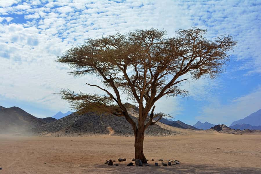 Hurghada: Safari Jeep & Camel Ride with BBQ Dinner & Show - What the $28 price really covers