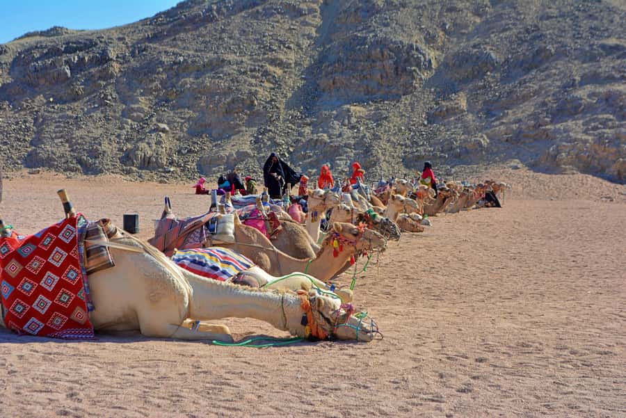 Hurghada: Safari Jeep & Camel Ride with BBQ Dinner & Show - Practical advice for a smoother five hours