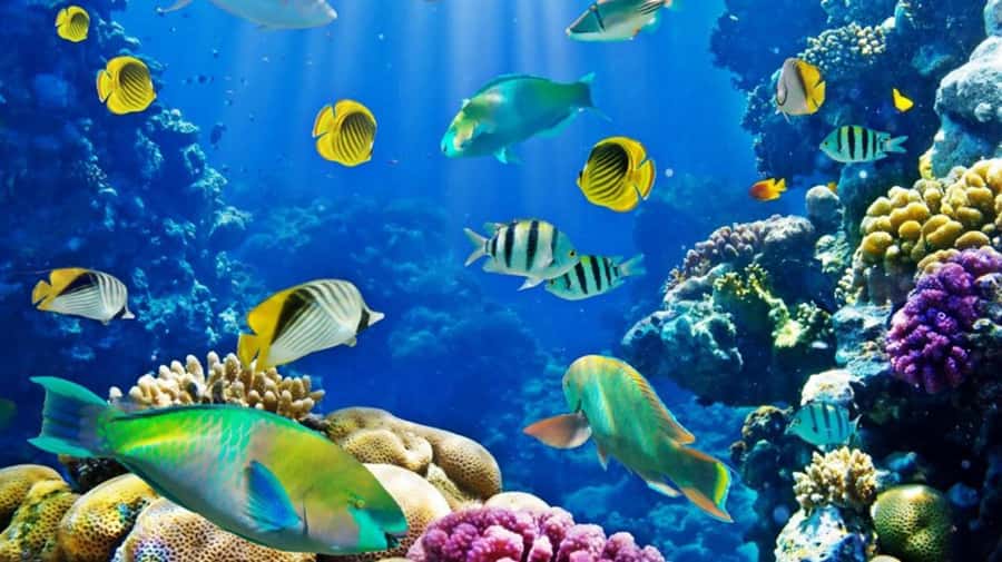 Hurghada: Scuba Diving cruise with lunch & pickup - Who should book this Red Sea trip?