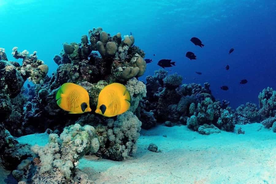 Hurghada: Scuba Diving cruise with lunch & pickup - What you can see below the surface