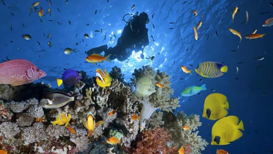Hurghada: Scuba Diving cruise with lunch & pickup - How good is the $40 value?