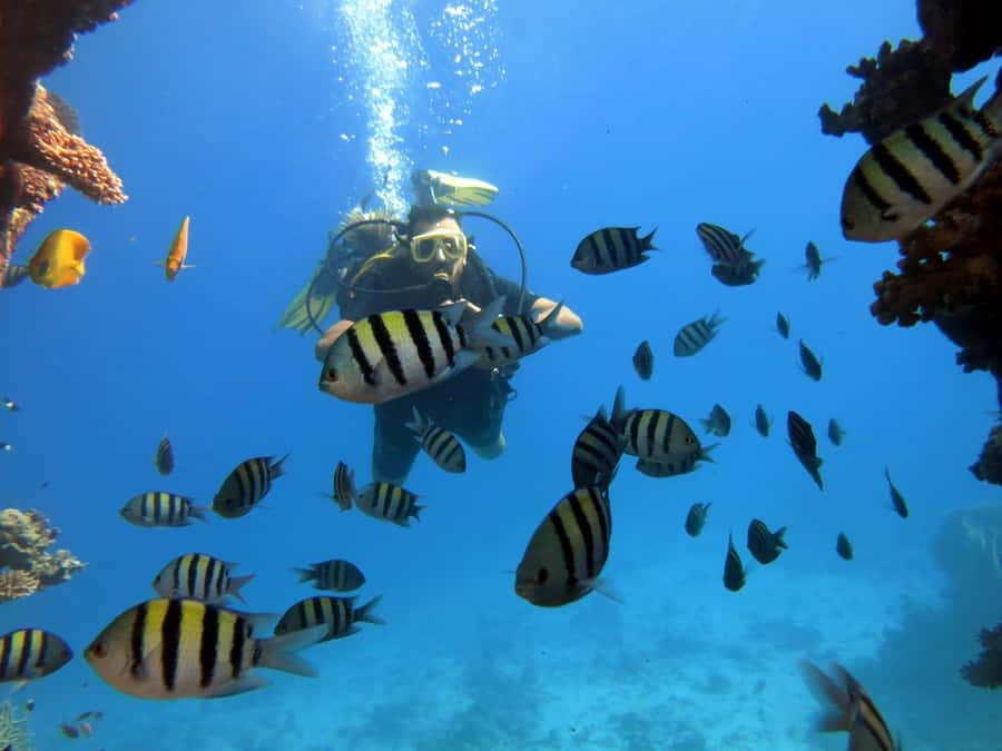 Hurghada: Scuba Diving cruise with lunch & pickup - The staff and the feel on board
