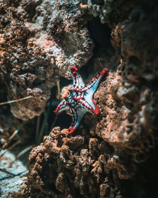 Hurghada: Scuba Diving for Beginners & Certified Divers - Certified participants should select the correct option