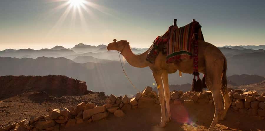 Hurghada: Sea & Desert Camel Ride w/Dinner, Show, Stargazing - Sunrise and breakfast for a cooler start