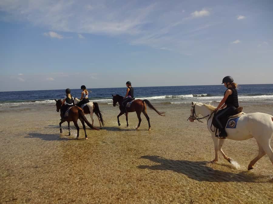 Hurghada: Sea & Desert Horse Tour, Stargazing, Dinner & Show - Who should book this horse tour?