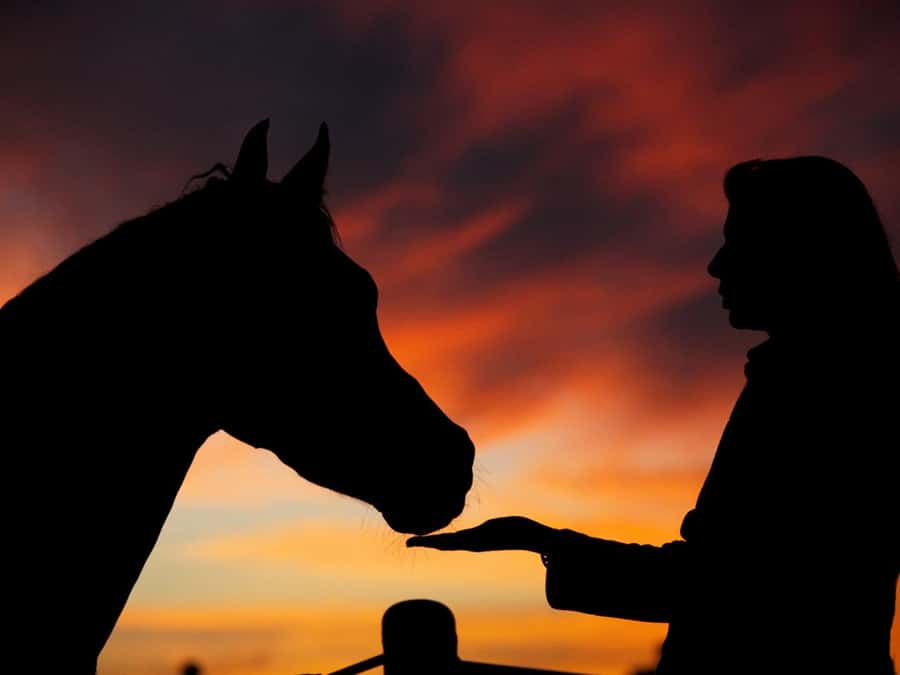 Hurghada: Sea & Desert Horse Tour, Stargazing, Dinner & Show - Why first-time riders often feel comfortable