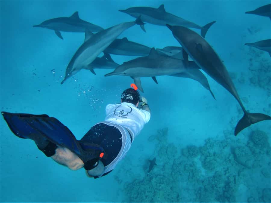 Hurghada: Speedboat Dolphin Watching & Snorkeling with Lunch - A fast start from Hurghada