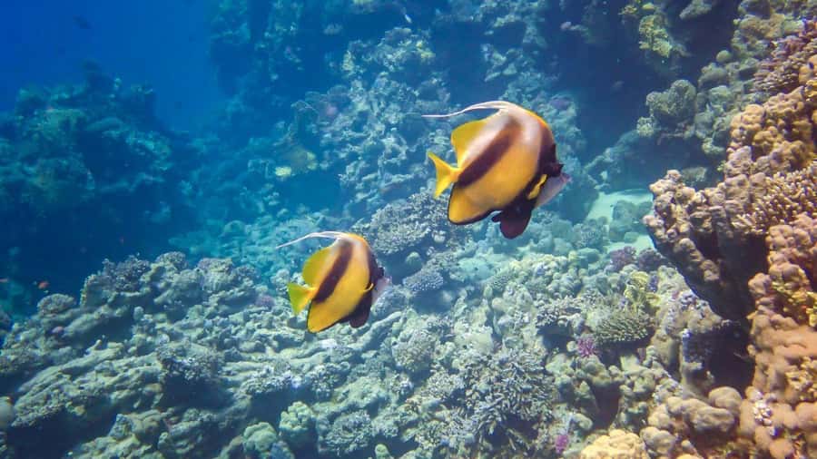 Hurghada: Speedboat Dolphin Watching & Snorkeling with Lunch - What the $40 price really covers