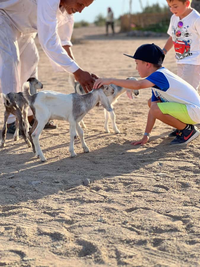 Hurghada: Sunset Camel Ride with Dinner - What the $52 price really covers