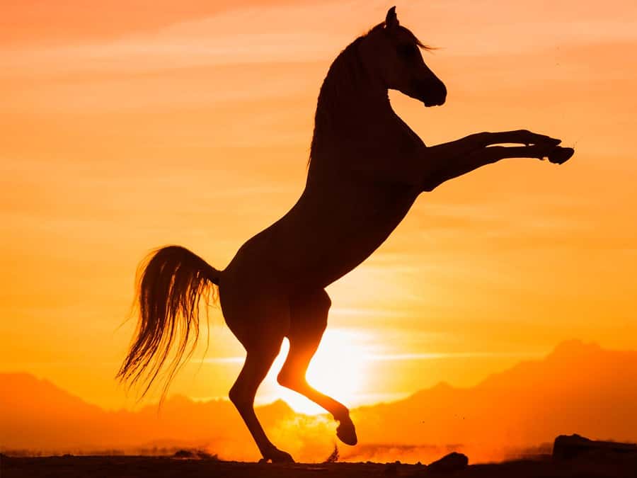 Hurghada: Sunset Sea, Desert Horse W Opt, Dinner, Stargazing - Key points at a glance