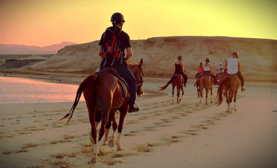 Hurghada: Sunset Sea, Desert Horse W Opt, Dinner, Stargazing - The VIP swim with your horse