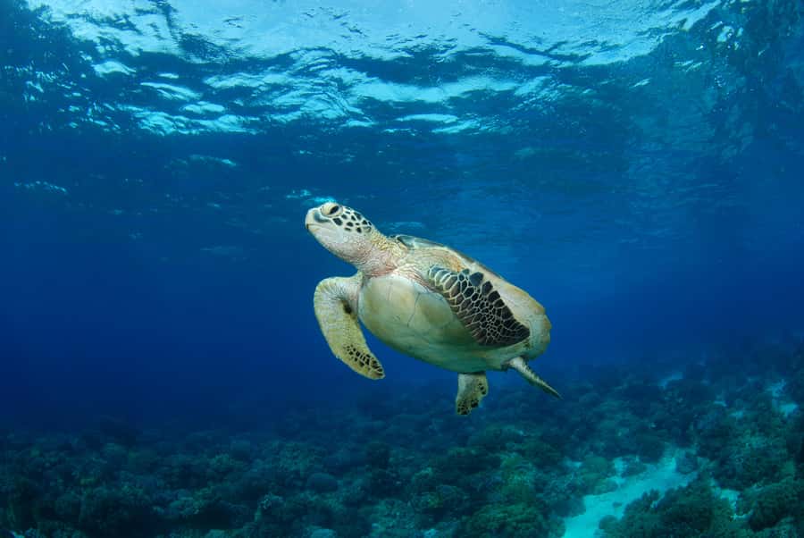 Hurghada: Turtle Bay Speedboat Tour with Snorkeling - Setting out from Hurghada by private speedboat