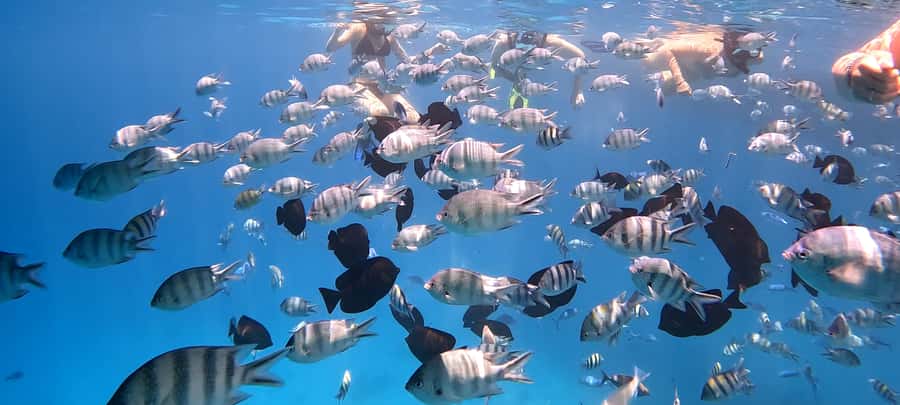 Hurghada: White Island Speedboat Tour, Snorkeling, & Lunch - What the $180 price really covers