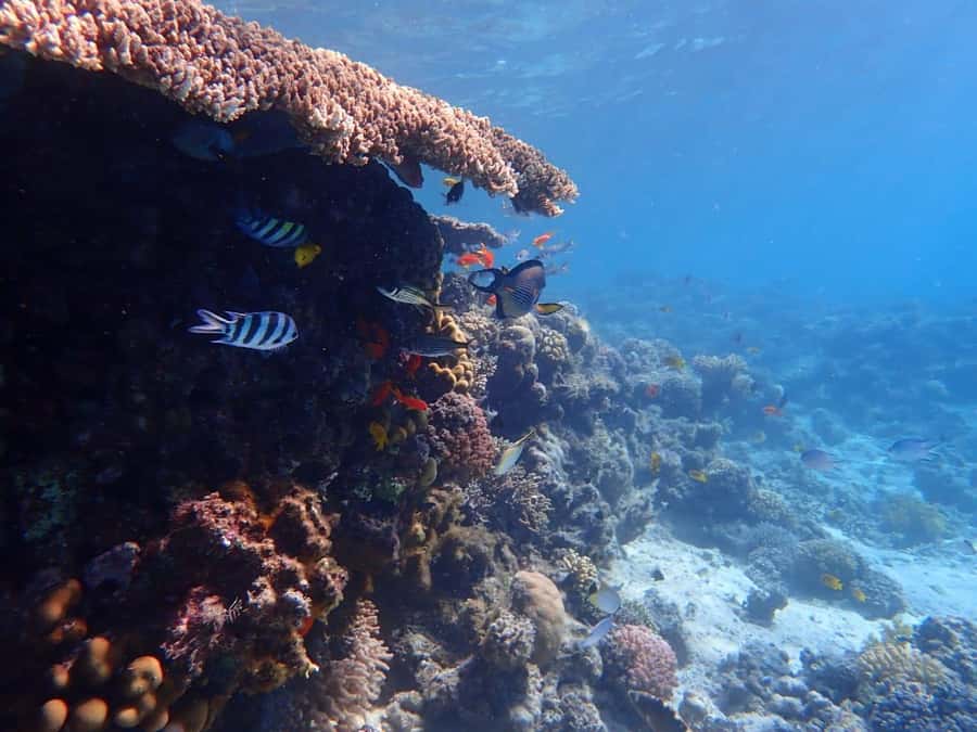 Hurghada: Yacht trip To Magawish island w Snorkeling & Lunch - Key points before you book
