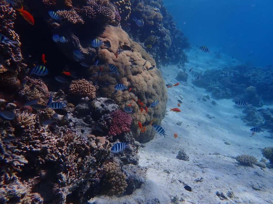 Hurghada: Yacht trip To Magawish island w Snorkeling & Lunch - Two 45-minute snorkeling stops on the Red Sea