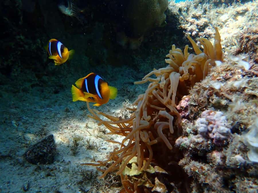 Hurghada: Yacht trip To Magawish island w Snorkeling & Lunch - Food, drinks, and optional upgrades