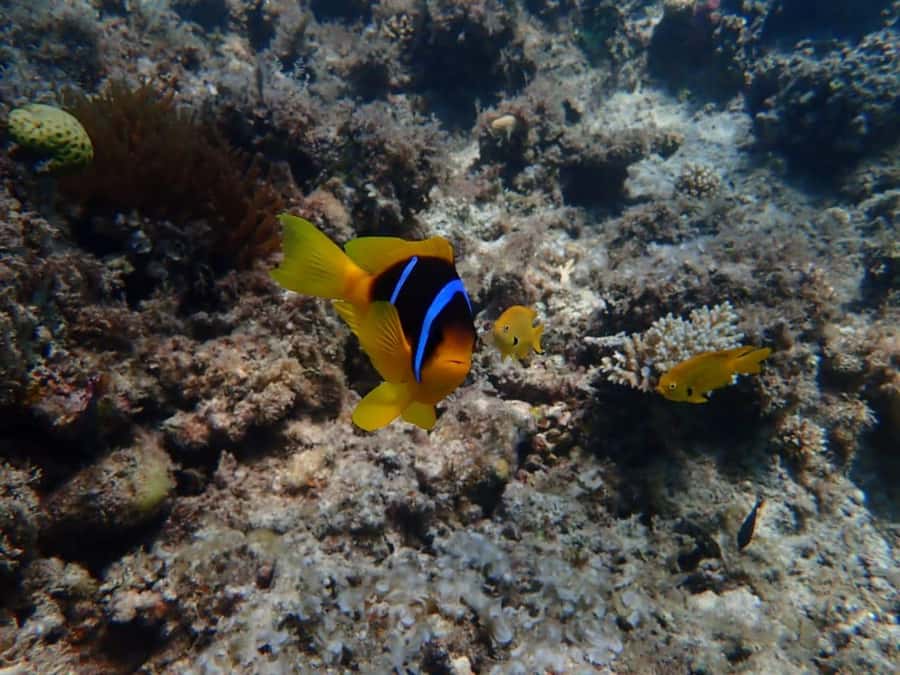 Hurghada: Yacht trip To Magawish island w Snorkeling & Lunch - Group size and the feel of the yacht
