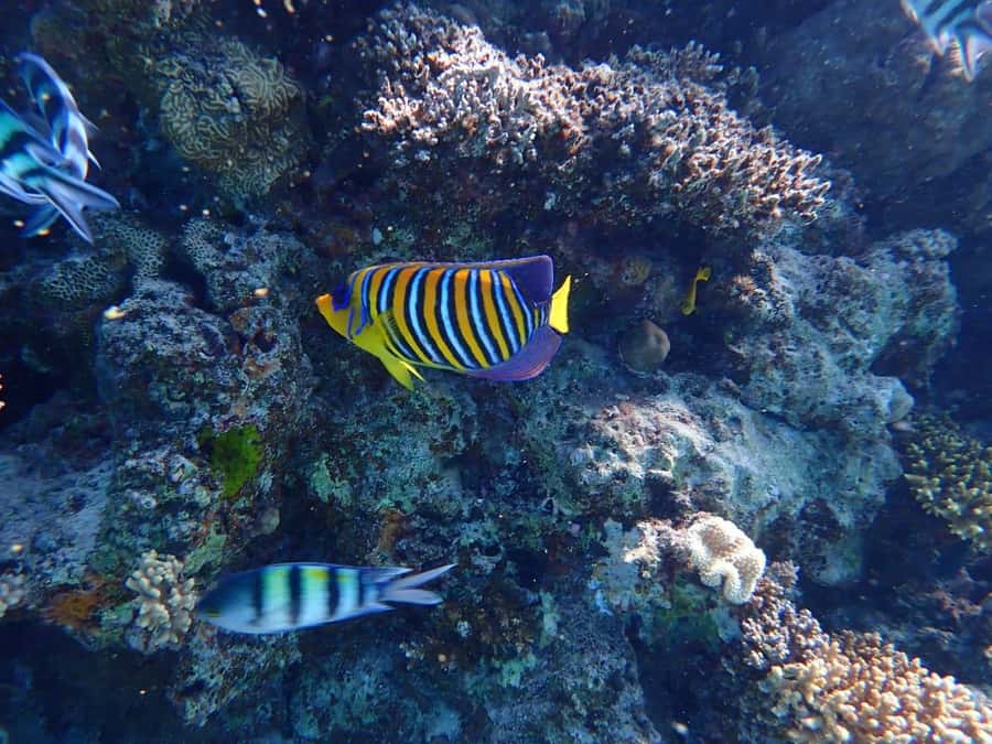 Hurghada: Yacht trip To Magawish island w Snorkeling & Lunch - Timing, comfort, and what to pack