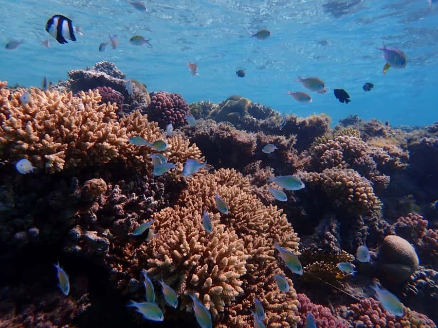 Hurghada: Yacht trip To Magawish island w Snorkeling & Lunch - Who will enjoy this Hurghada boat trip most