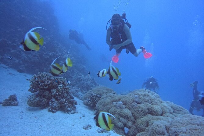 Intro Diving Beginner and Discover Red Sea Underwater - The 8:00 AM pickup and marina start