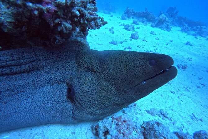 Intro Diving Beginner and Discover Red Sea Underwater - Carless Reef or Fanadir for the second session