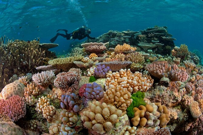Intro Diving for Beginners 2 Stops Diving with Lunch - Hurghada - Lunch aboard the boat keeps the day simple