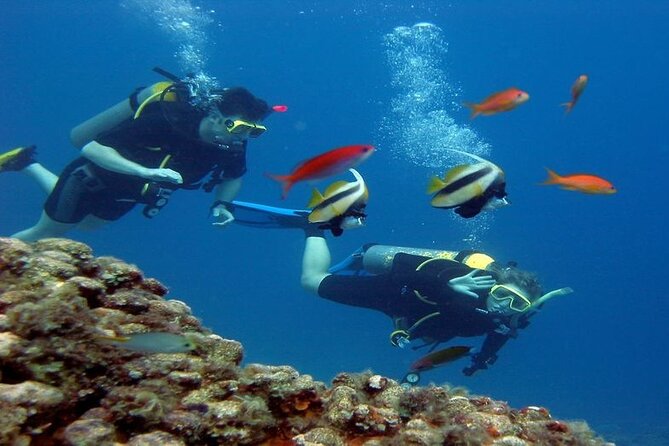 Intro Diving for Beginners 2 Stops Diving with Lunch - Hurghada - A second site adds variety, with dolphins possible