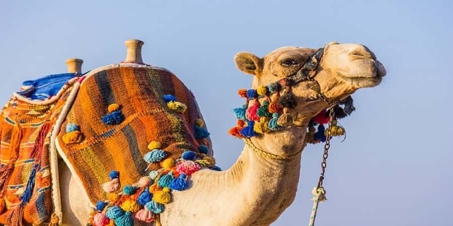Luxor: Scenic Camel or Horse Ride - Leaving Luxor for the West Bank