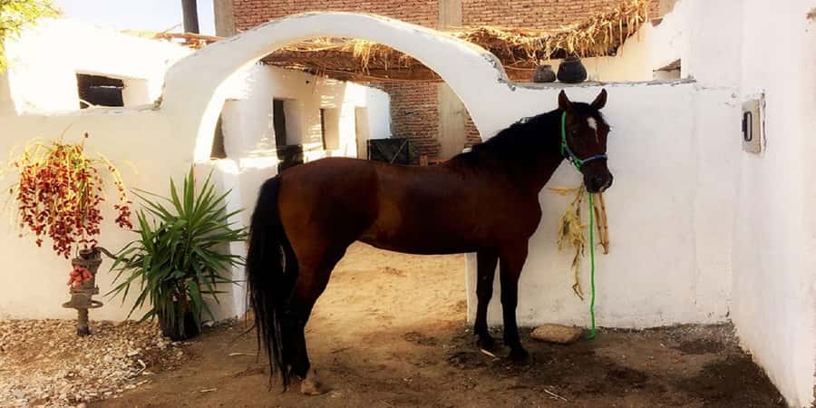 Luxor: Scenic Camel or Horse Ride - Is $15 good value?