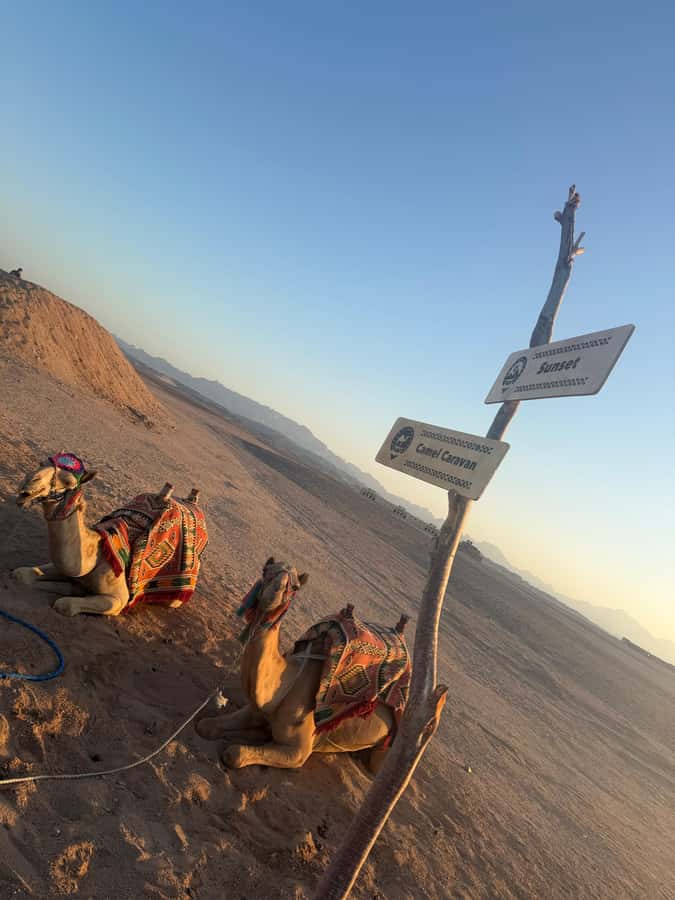 Makadi Bay: BADU Luxury Bedouin Dinner Experience & Stargaze - From hotel pickup to BADU Camp