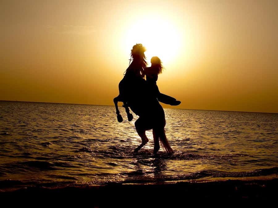 Makadi Bay: Horse Riding in Desert & Sea w Guide + Transfers - Who will enjoy this Makadi Bay outing