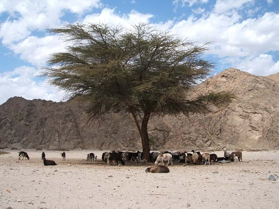 Makadi Bay: Jeep Safari Adventure with Bedouin guide - Who should book this safari?