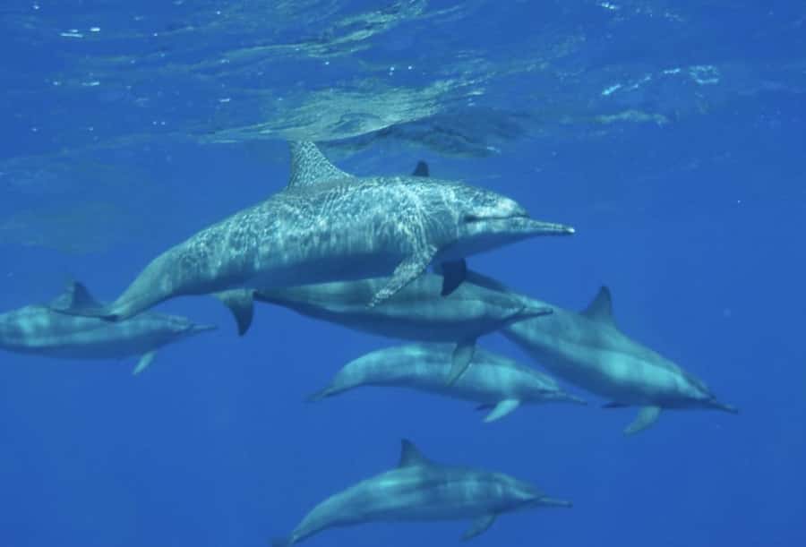 Makadi Bay: Royal Seascope Submarine Cruise & Snorkel stop - Practical advice for a smoother outing