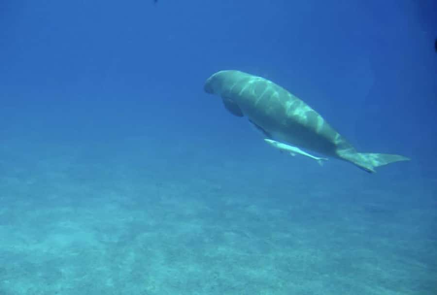 Makadi Bay: Royal Seascope Submarine Cruise & Snorkel stop - From Makadi hotels to Xanadu Hotel Marina