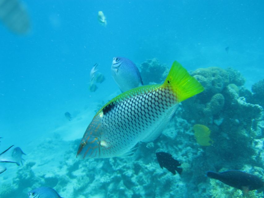 Makadi Bay: Snorkelling and Diving Island Trip - Key points at a glance