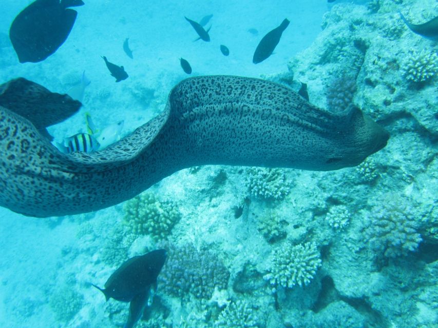 Makadi Bay: Snorkelling and Diving Island Trip - Who should book this trip?