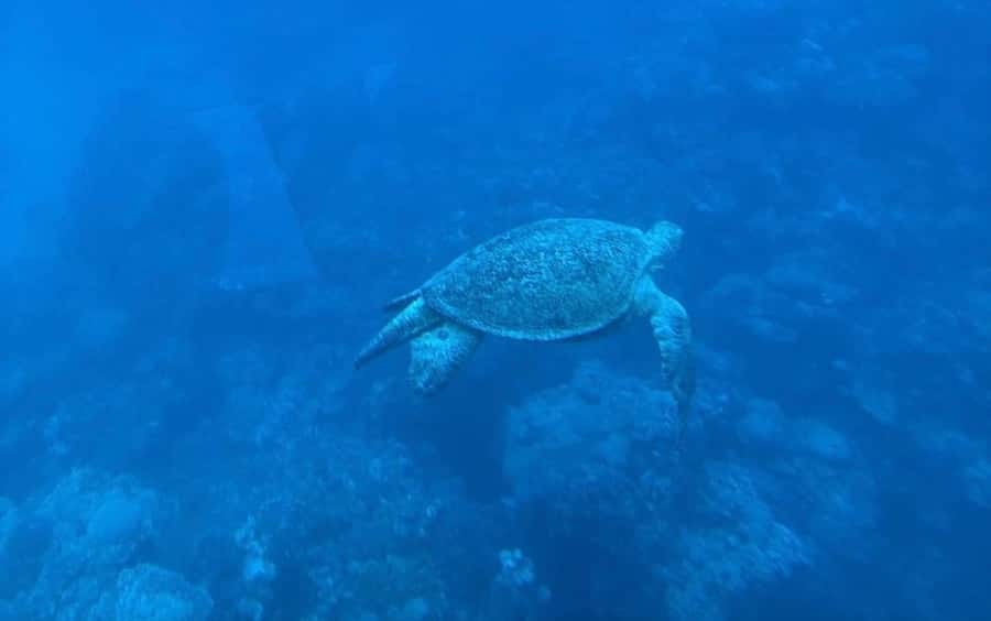 Marsa Alam: Elite vip Turtle bay snorkeling with BBQ Lunch - Key points at a glance