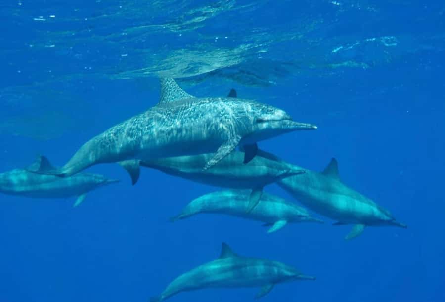 Marsa Alam: Royal Seascope Submarine Cruise with Pickup - Booking flexibility and practical planning